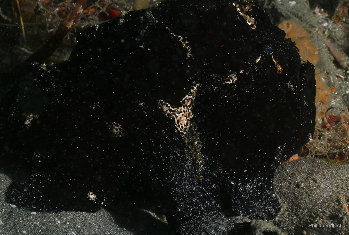 Bali 2016 - Painted frogfish - Antenaire peint - Antennarius pictus - IMG_6143_rc.jpg